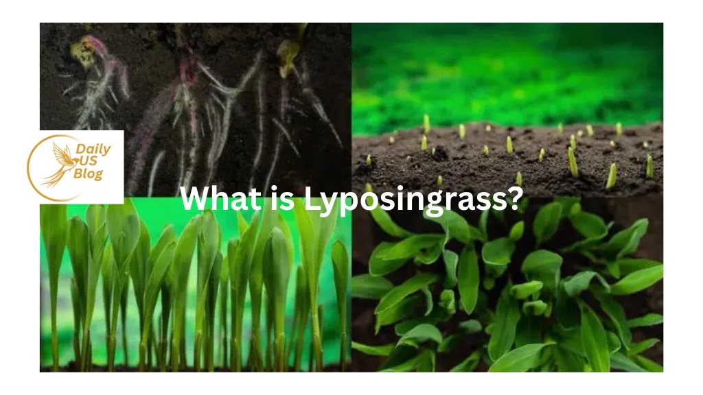 Lyposingrass